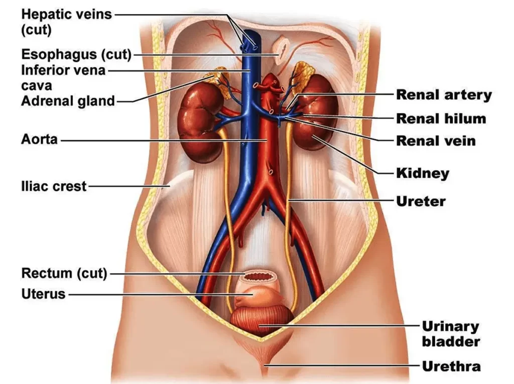 سیستم ادراری