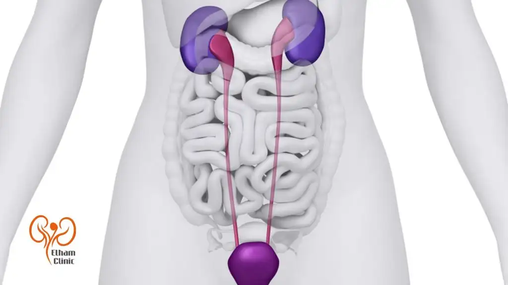 پروتئینوری چیست