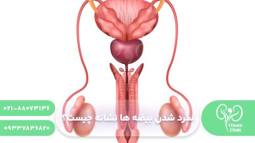 سرد شدن بیضه ها نشانه چیست