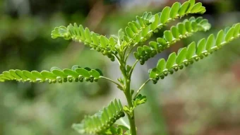 داروهای گیاهی